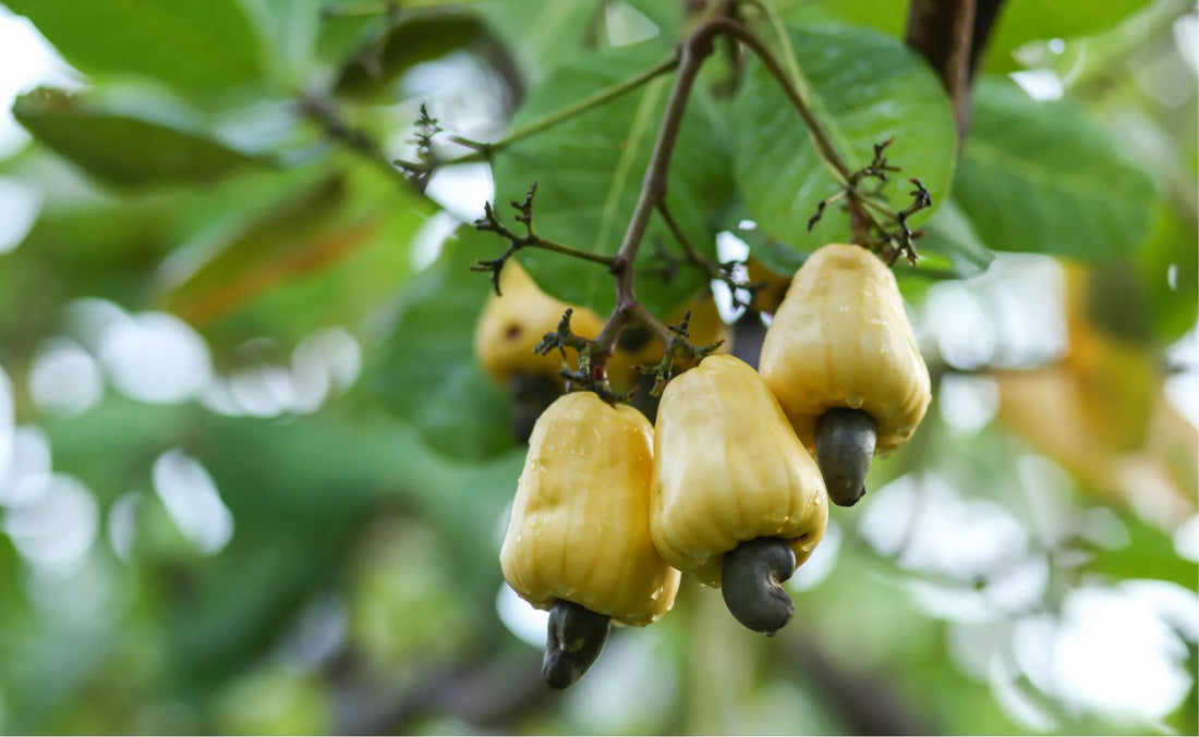 unripe cashews