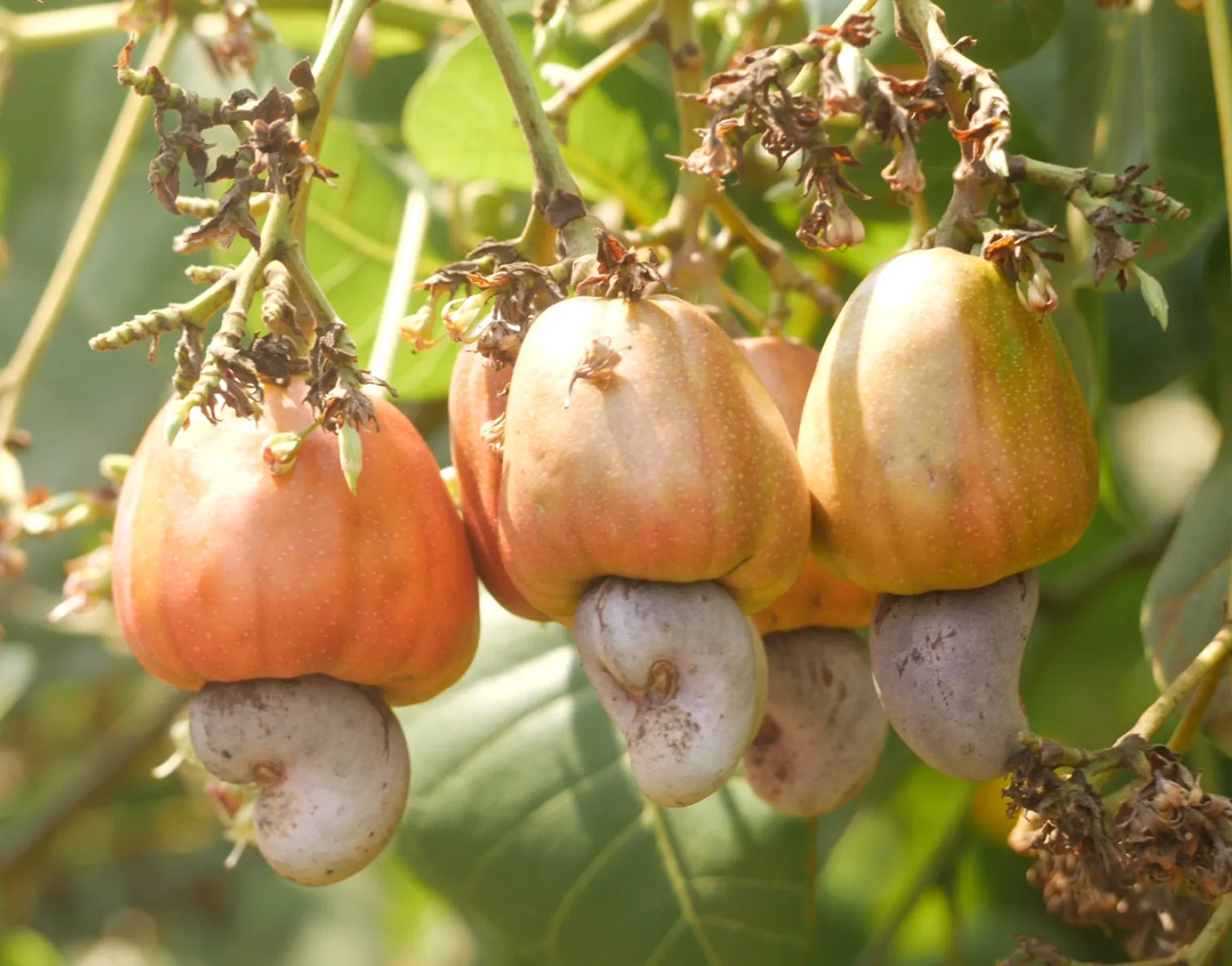 cashew fruits