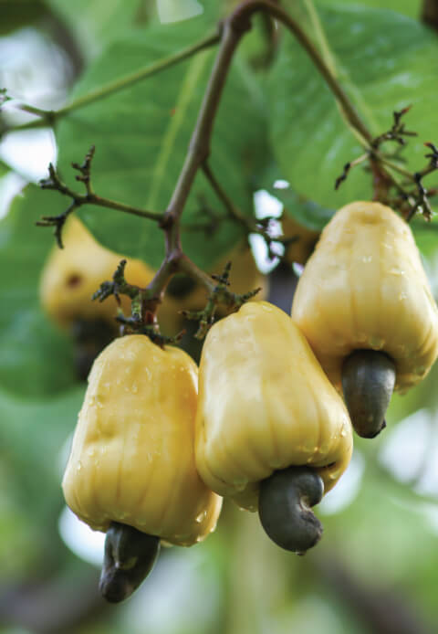 unripe cashew fruits